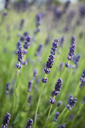 Beautiful lavender flowers growing in field, closeup