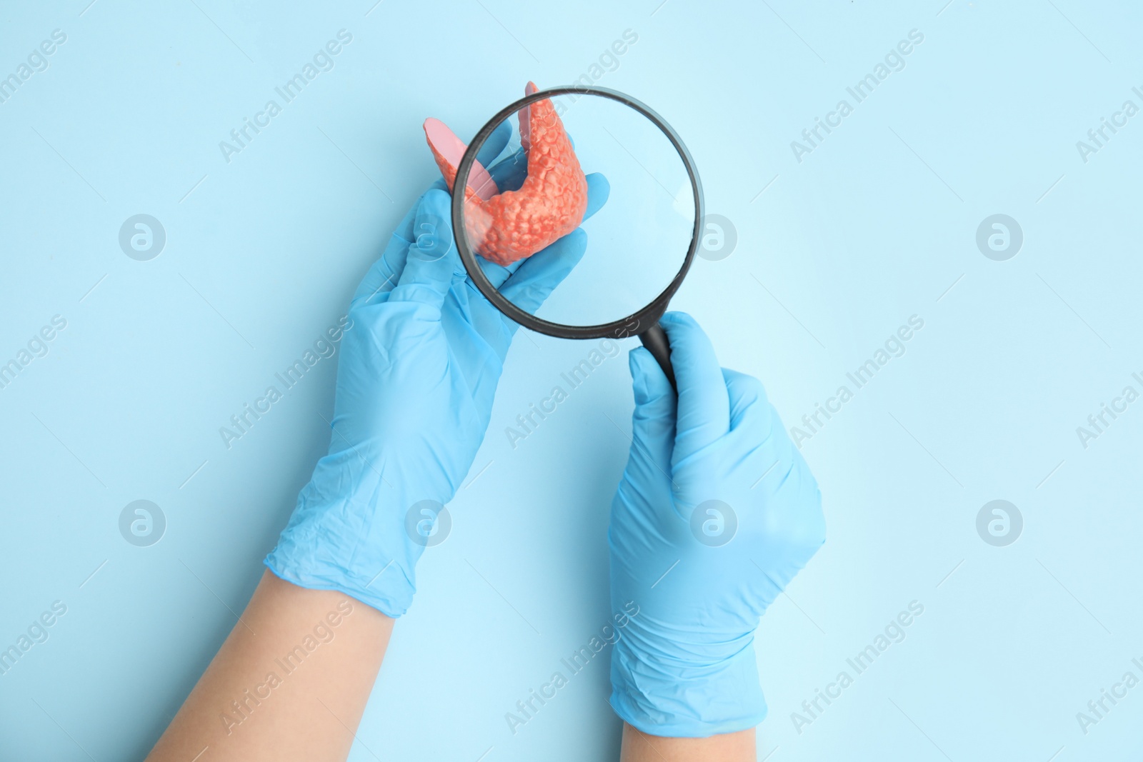 Photo of Doctor looking through magnifying glass at plastic model of healthy thyroid on light blue background, top view