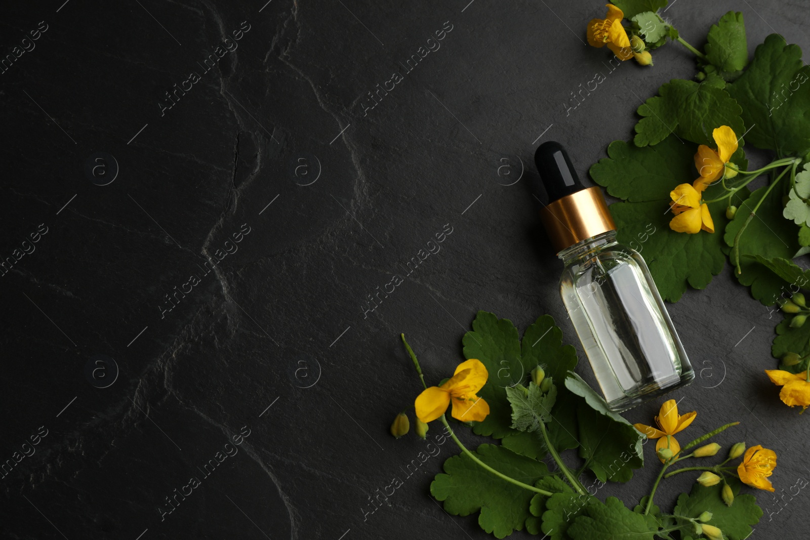 Photo of Bottle of natural celandine oil and flowers on black table, flat lay. Space for text