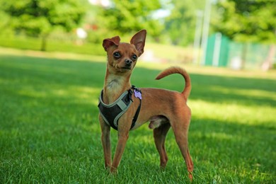 Cute Chihuahua on green grass outdoors. Dog walking