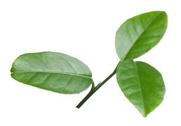 Photo of Sprig with green leaves of lemon tree isolated on white