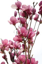 Photo of Closeup view of beautiful blooming magnolia tree outdoors