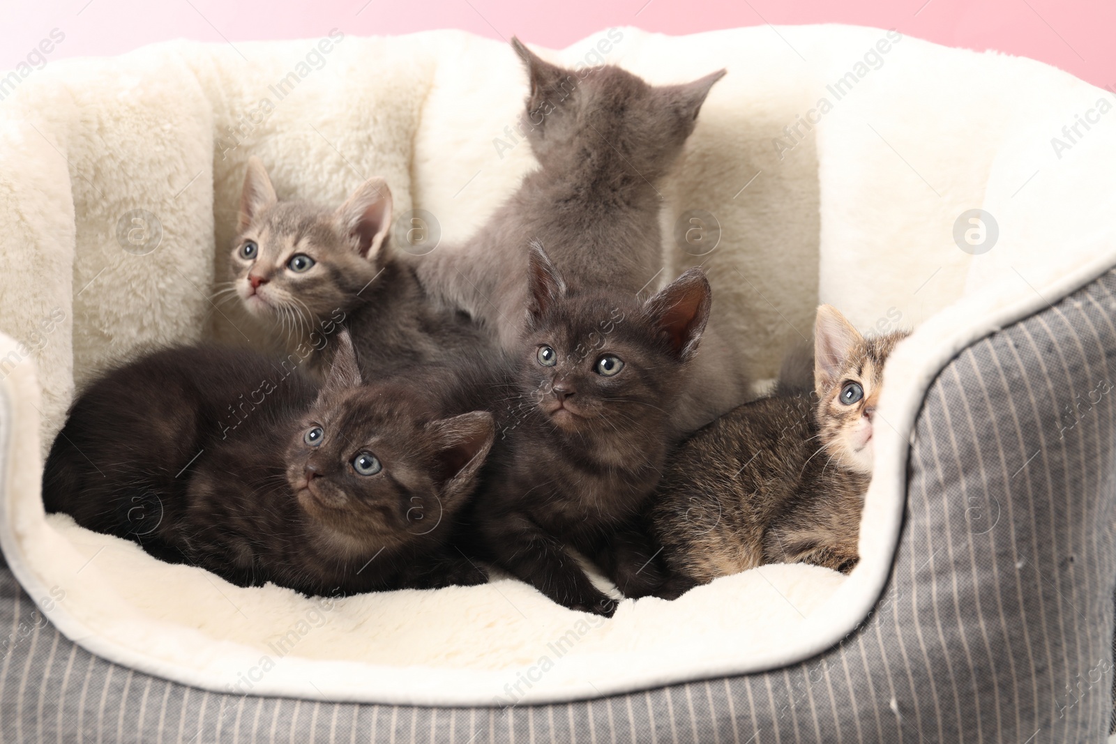 Photo of Cute fluffy kittens on pet bed. Baby animals