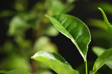 Green leaves of tea plant on blurred background, closeup. Space for text