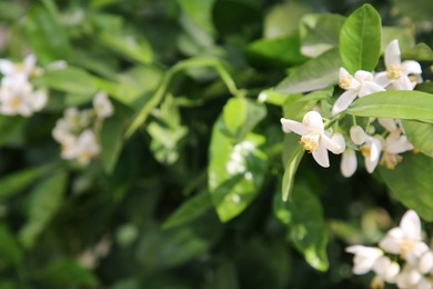 Photo of Beautiful blossoming grapefruit tree outdoors on spring day, closeup. Space for text