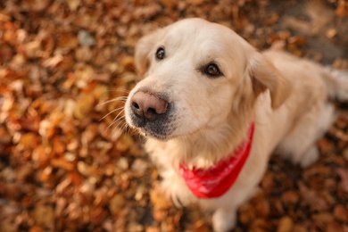 Photo of Golden retriever in autumn park, above view