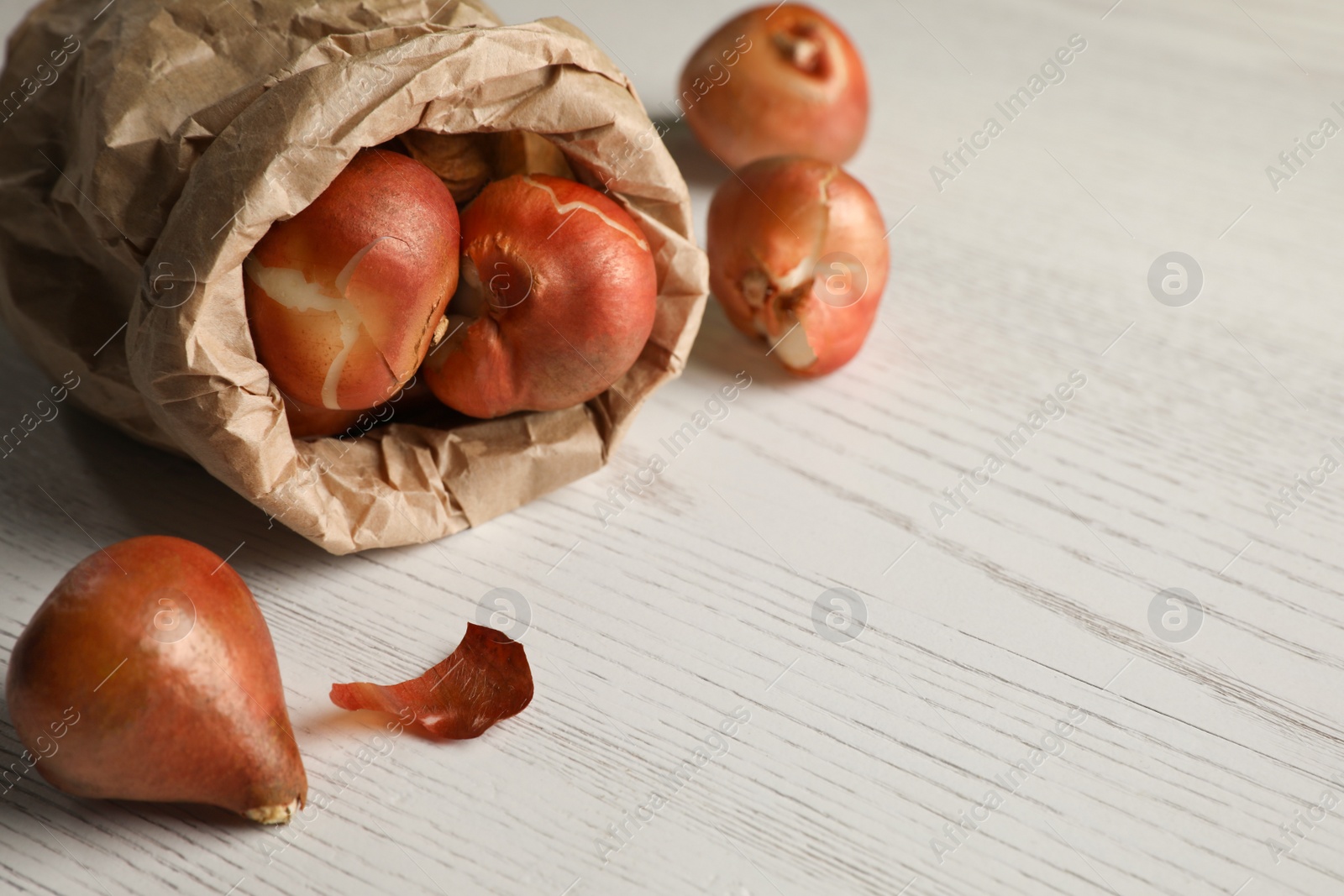 Photo of Tulip bulbs on white wooden table. Space for text