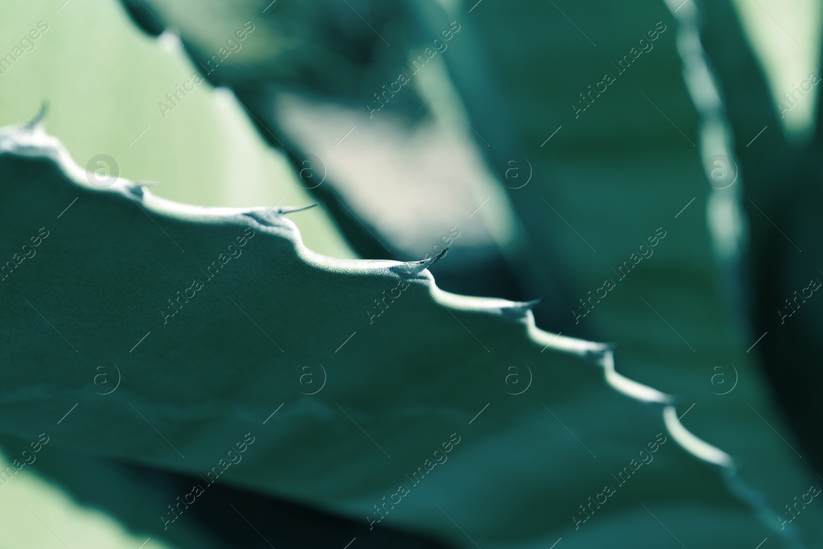 Photo of Closeup view of beautiful Agave leaf, space for text. Exotic plant