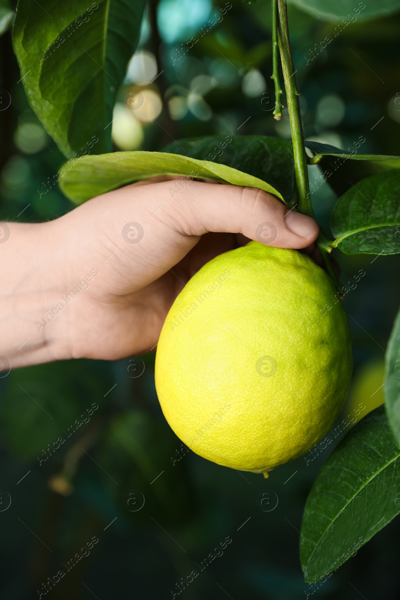 Photo of Woman picking ripe lemon from branch outdoors, closeup