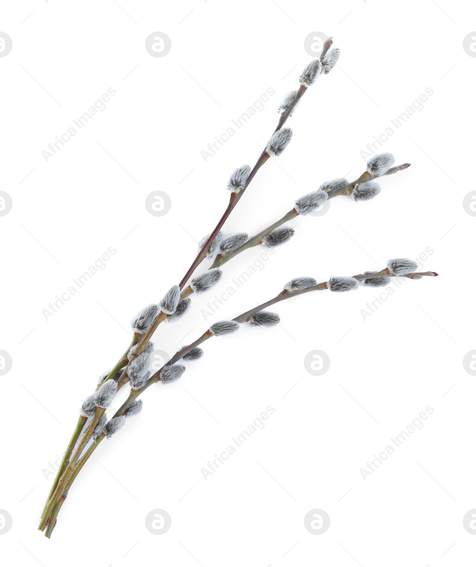 Photo of Beautiful blooming pussy willow branches on white background, top view