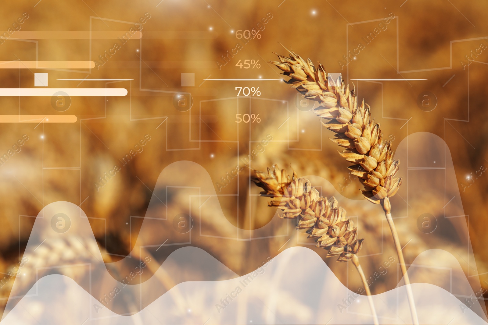 Image of Grain prices. Wheat field and graphs, double exposure