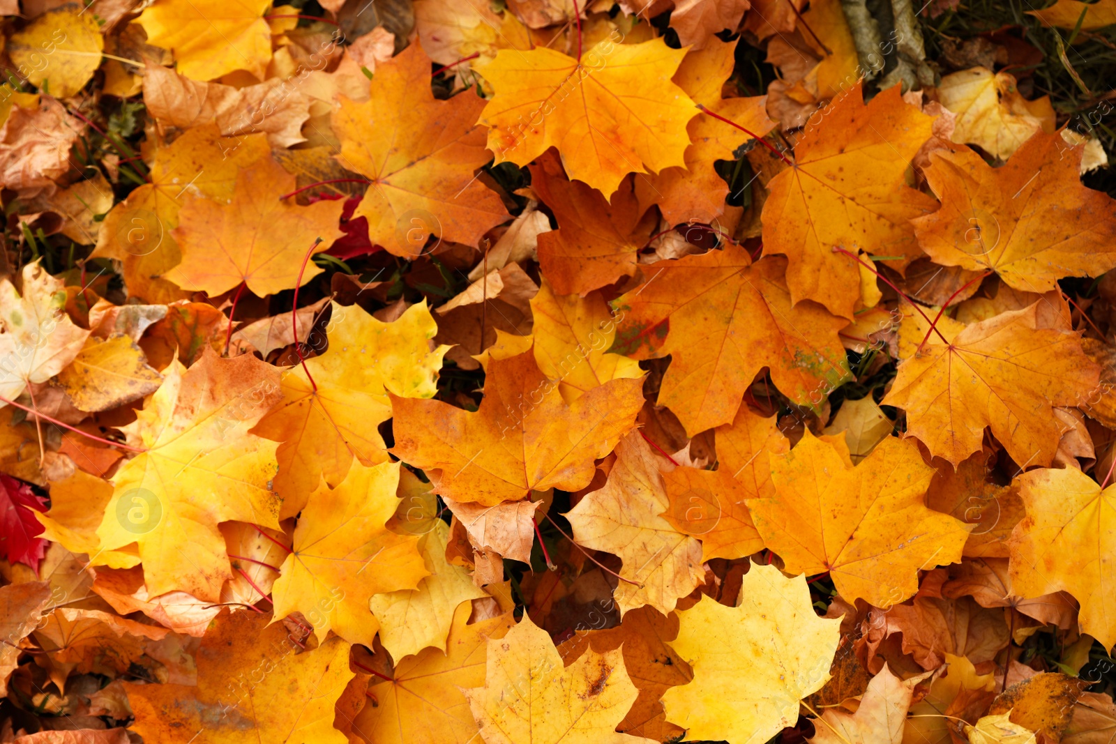 Photo of Top view of colorful leaves on ground. Autumn season