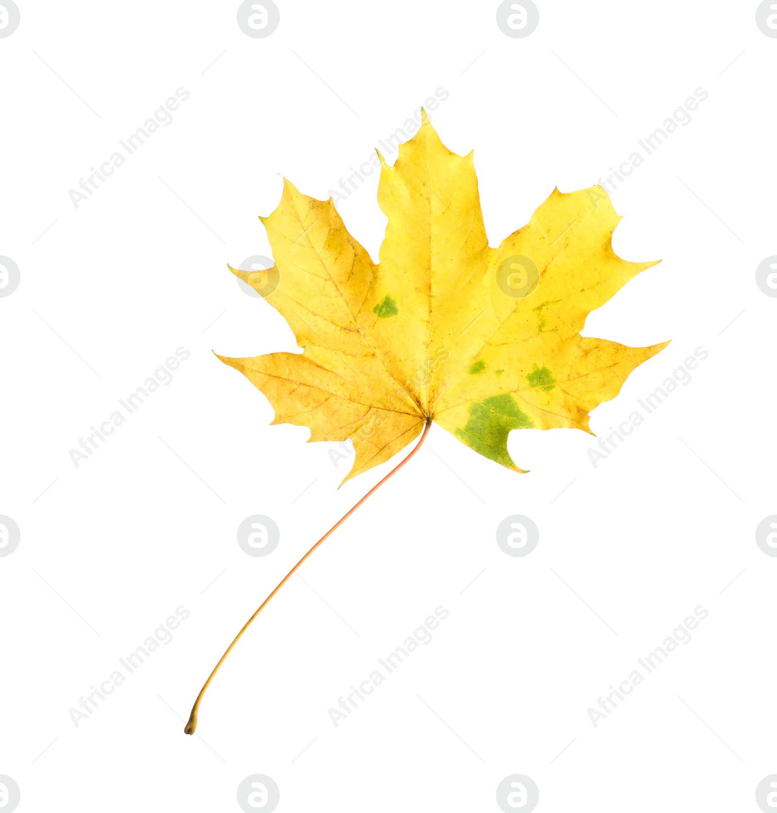 Photo of One maple leaf isolated on white. Autumn season