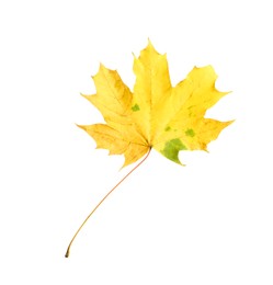 Photo of One maple leaf isolated on white. Autumn season