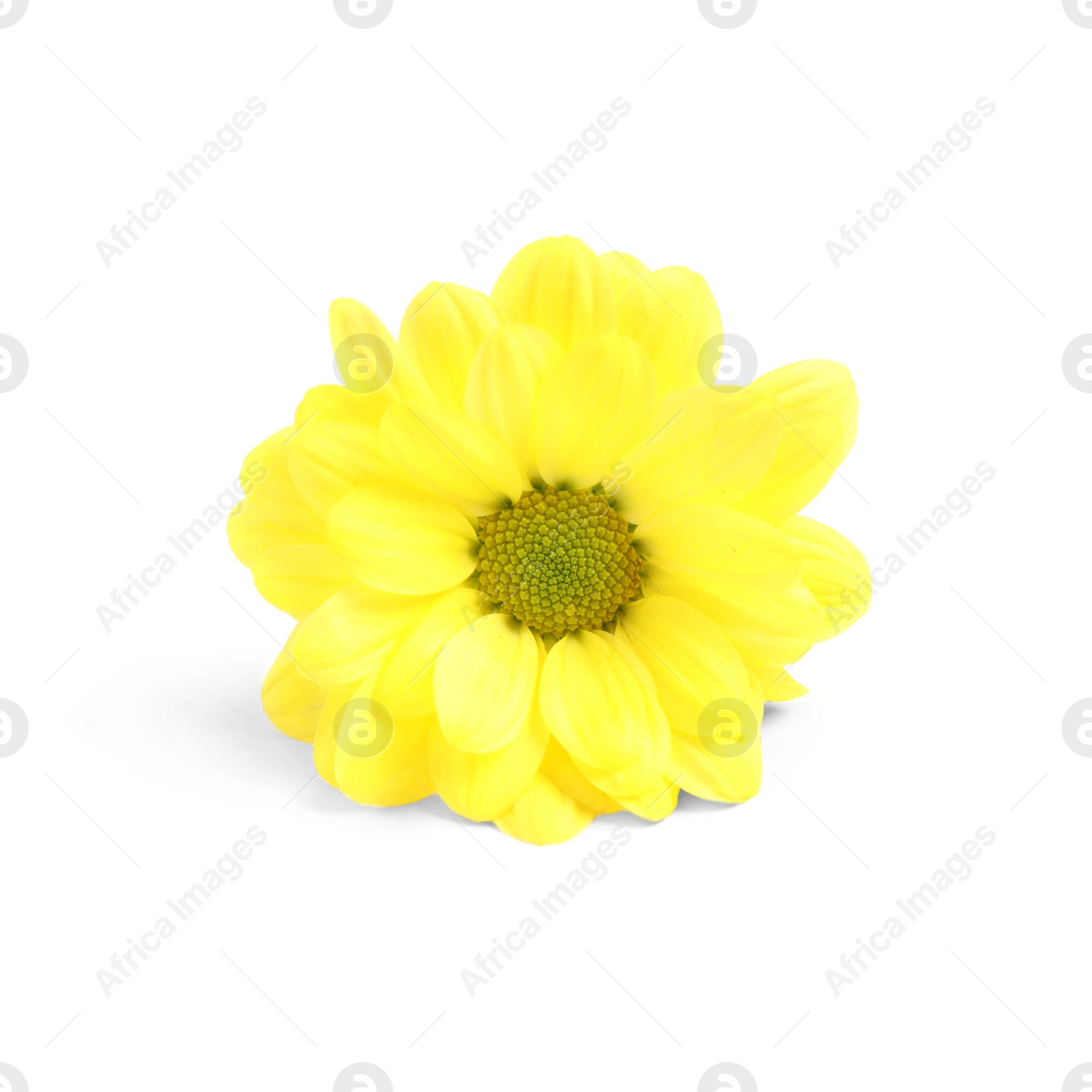 Photo of Beautiful yellow chamomile flower on white background