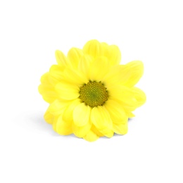 Photo of Beautiful yellow chamomile flower on white background