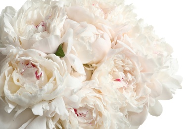 Beautiful blooming peony flowers on white background, closeup