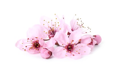 Photo of Beautiful spring tree blossoms isolated on white