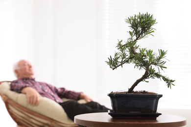 Senior man resting in papasan chair indoors, focus on Japanese bonsai plant. Creating zen atmosphere at home
