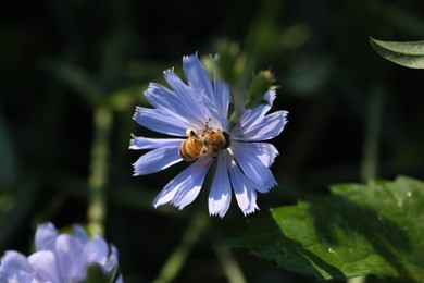 Photo of Honeybee collecting nectar from chicory flower outdoors, closeup