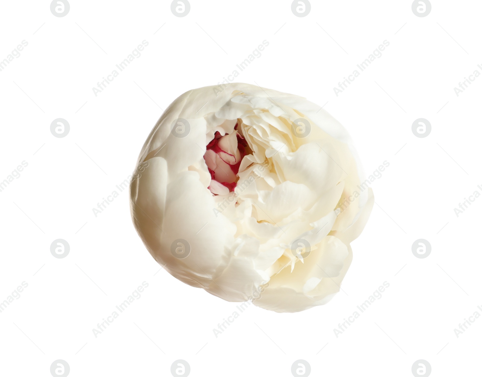 Photo of Beautiful fresh peony flower on white background, top view