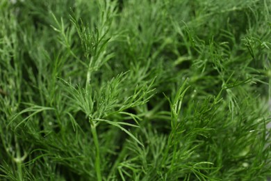 Photo of Fresh green dill with water drops as background, closeup