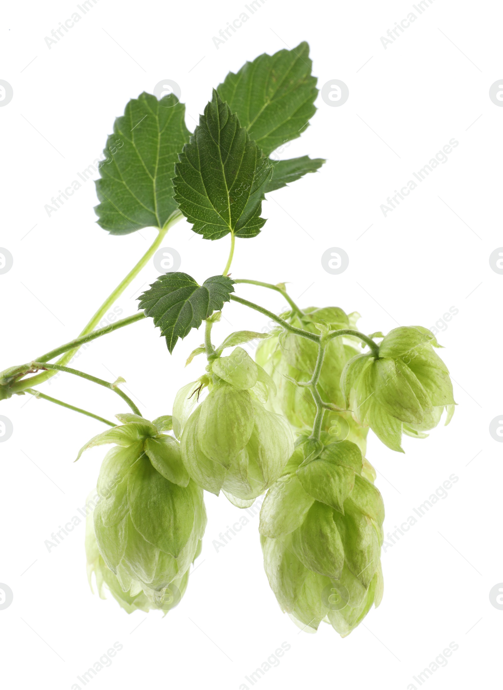 Photo of Fresh hop flowers with leaves on white background