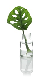 Photo of Lab glassware with exotic plant isolated on white. Organic chemistry