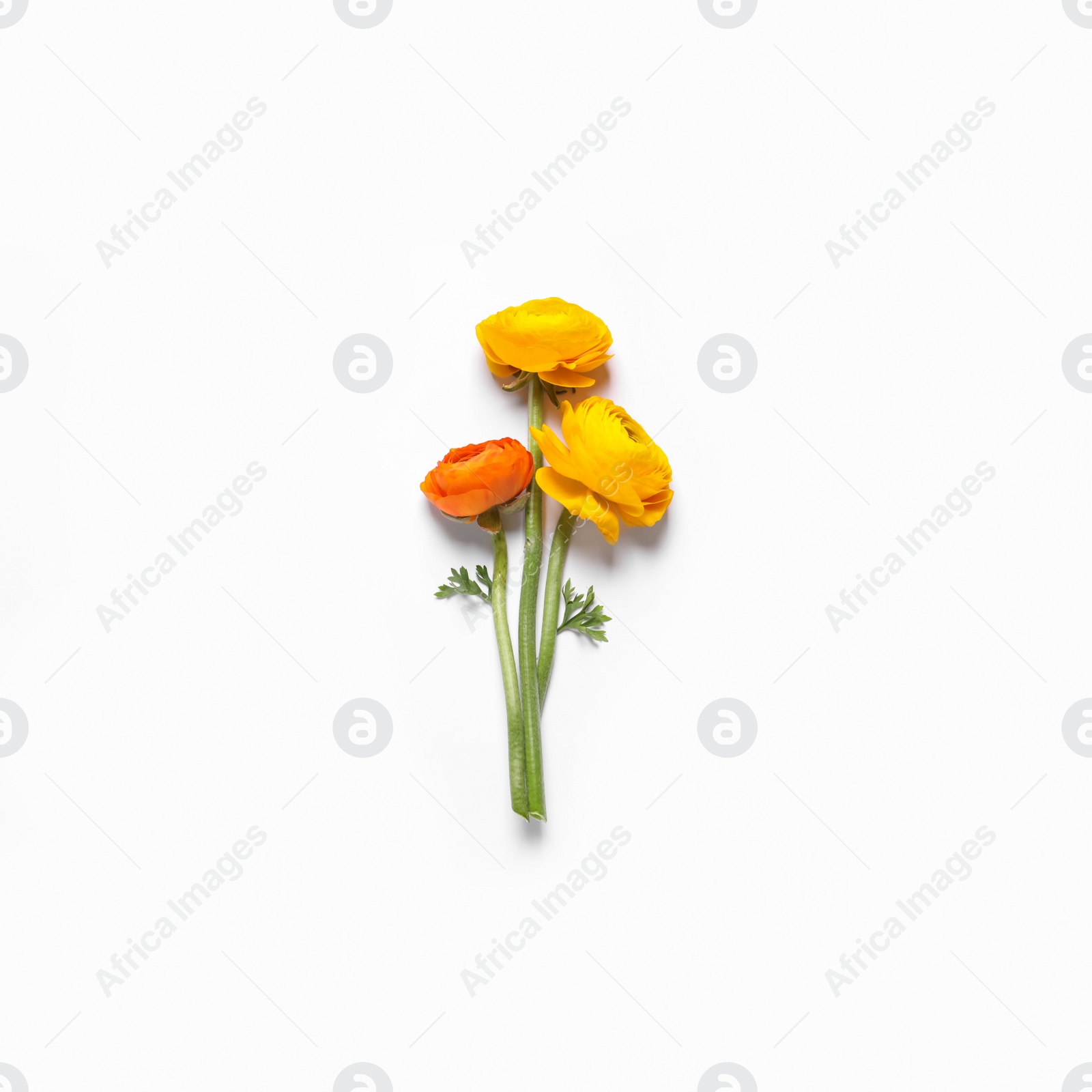 Photo of Beautiful ranunculus flowers on white background, top view