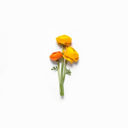 Beautiful ranunculus flowers on white background, top view