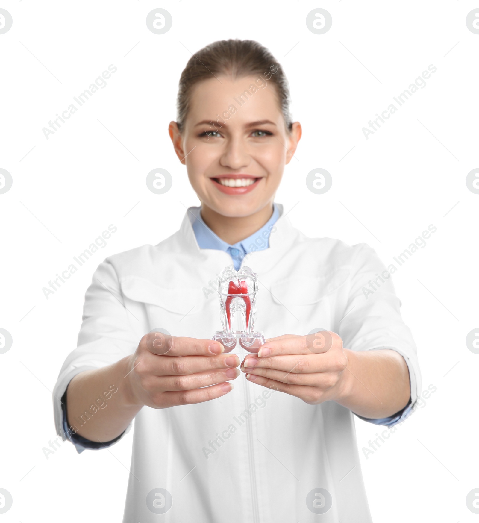 Photo of Female dentist holding tooth model on white background