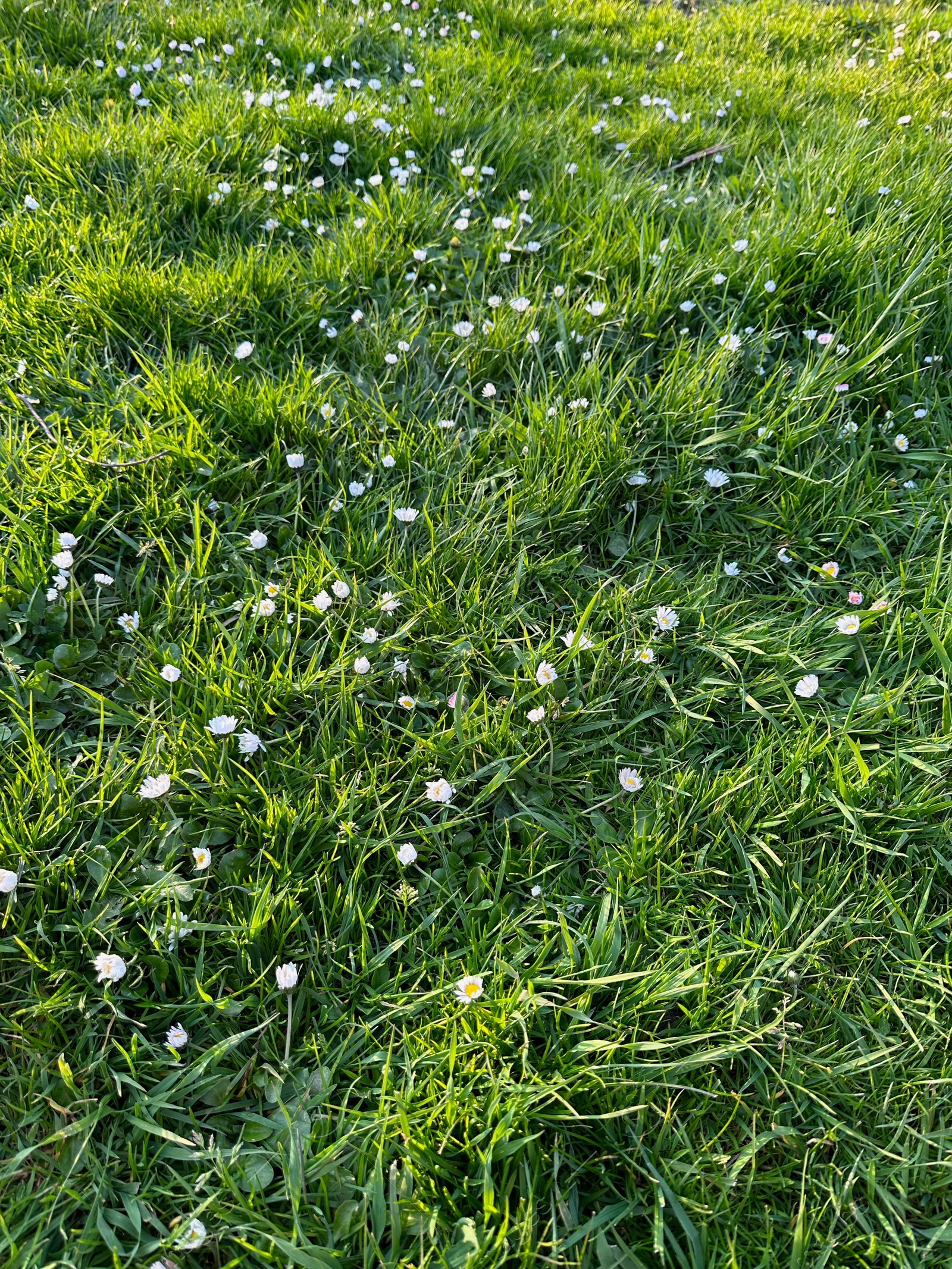Photo of Beautiful white daisy flowers and green grass growing outdoors