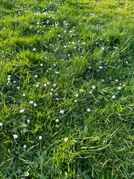 Beautiful white daisy flowers and green grass growing outdoors