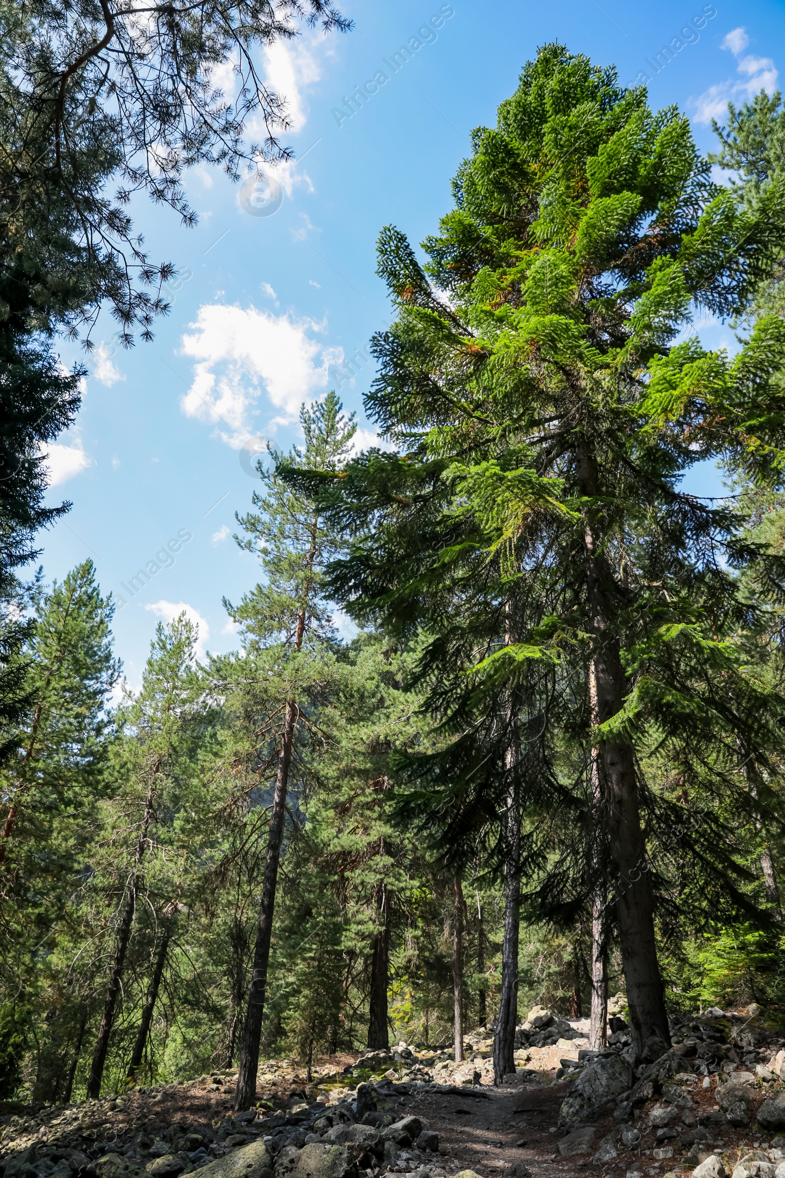 Photo of Beautiful conifer trees growing in mountain forest