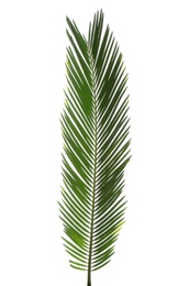 Photo of Beautiful tropical Sago palm leaf on white background