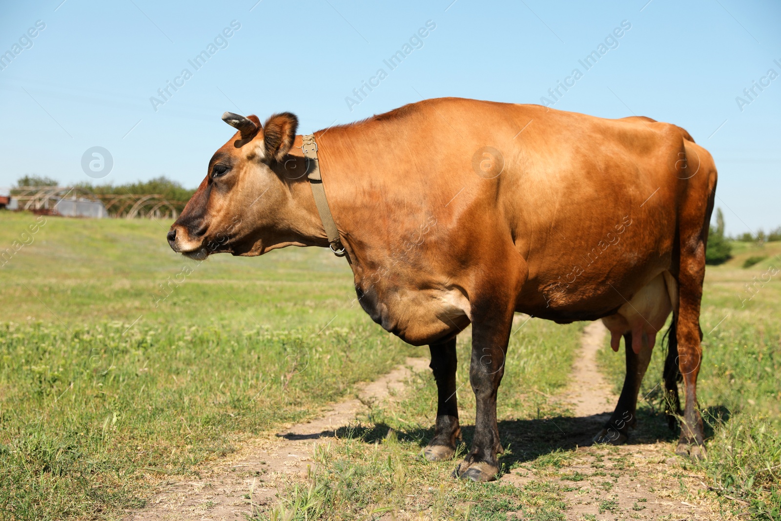 Photo of Beautiful brown cow outdoors on sunny day. Animal husbandry