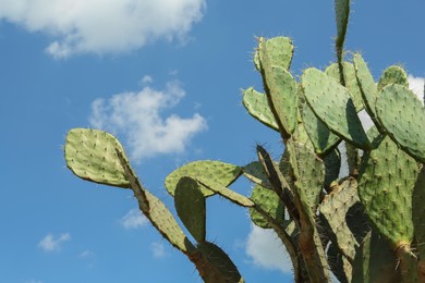 Photo of Beautiful prickly pear cactus growing against blue sky
