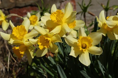 Photo of Beautiful yellow daffodils growing outdoors on spring day