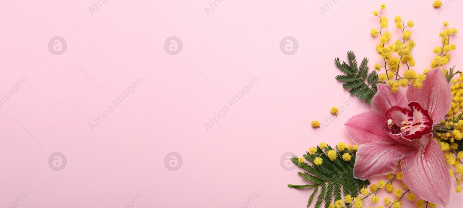 Photo of Beautiful floral composition with mimosa flowers on pink background, flat lay. Space for text