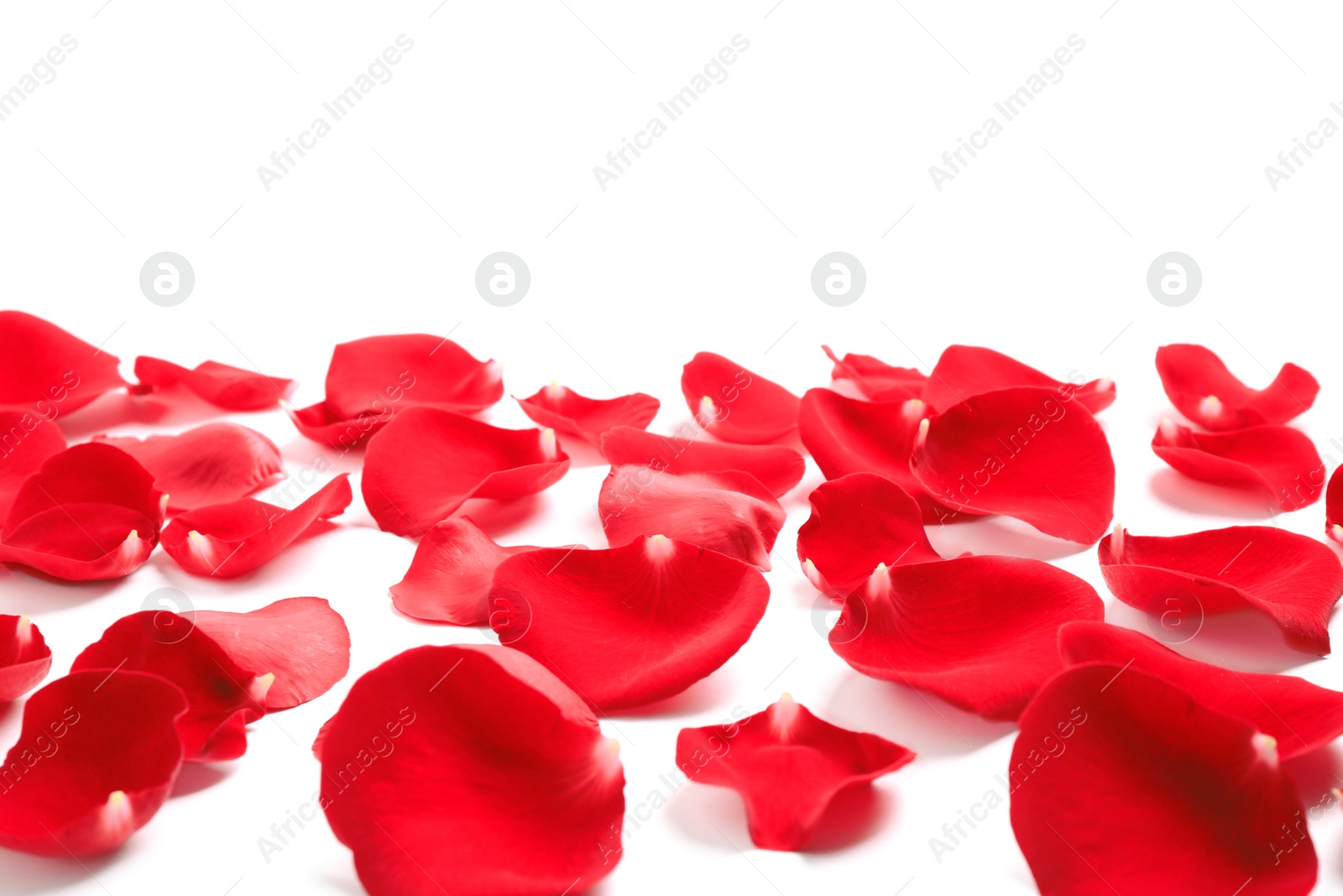 Photo of Fresh red rose petals on white background