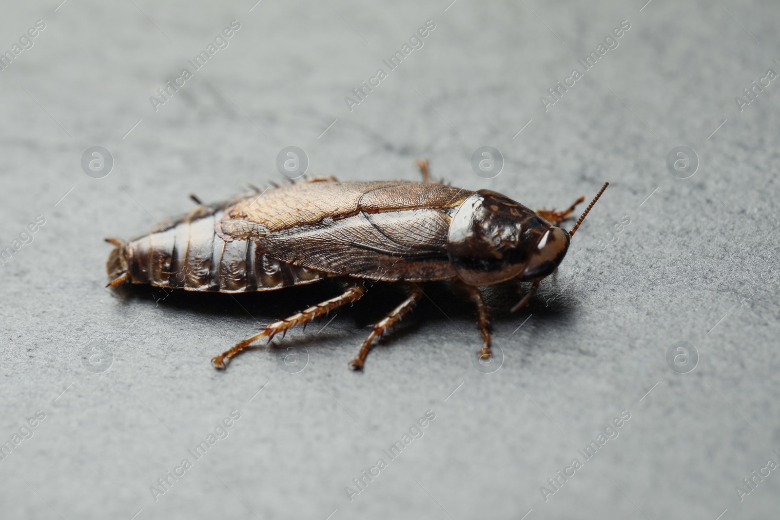 Photo of Brown cockroach on light grey stone background, closeup. Pest control