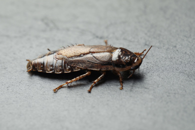 Photo of Brown cockroach on light grey stone background, closeup. Pest control