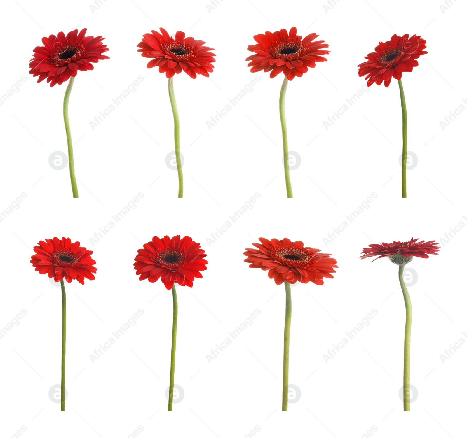 Image of Set of beautiful red gerbera flowers on white background