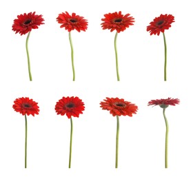 Image of Set of beautiful red gerbera flowers on white background