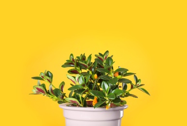 Photo of Beautiful potted Goldfish plant on yellow background
