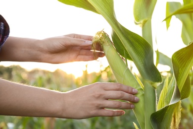 Photo of Woman with ripe corn cob in field, closeup