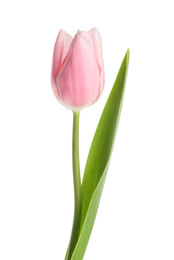 Photo of Beautiful pink spring tulip on white background