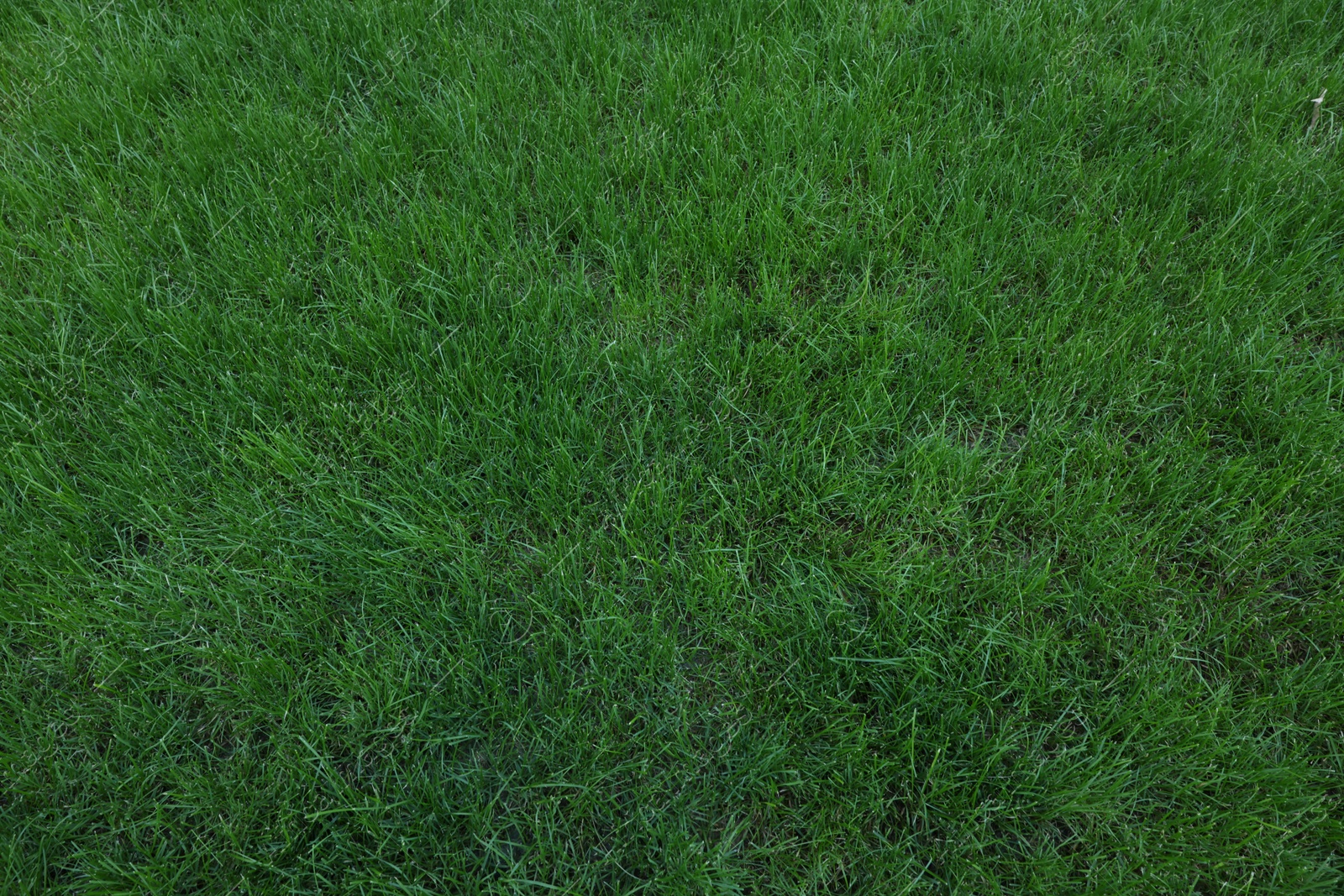 Photo of Fresh green grass growing outdoors on summer day, top view