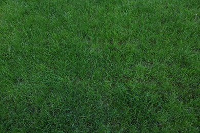 Photo of Fresh green grass growing outdoors on summer day, top view