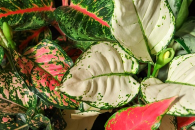 Photo of Aglaonemas with beautiful leaves as background, closeup. Tropical plants